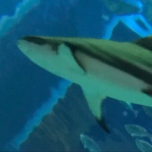 Meet your Posher, Cssie